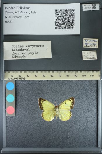 Media type: image;   Entomology 191559